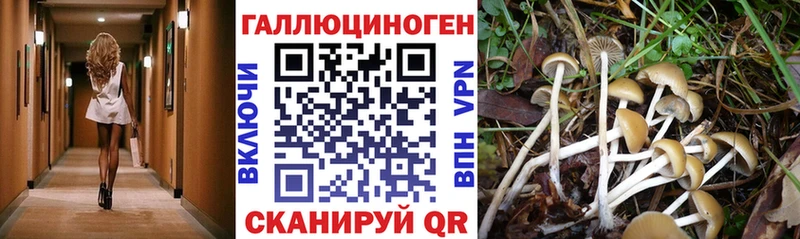 МЕГА ТОР  Калачинск  Псилоцибиновые грибы Psilocybine cubensis 